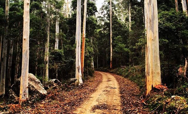Run Crew on Narrow Neck Ridge trail